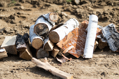 birch firewood on the ground