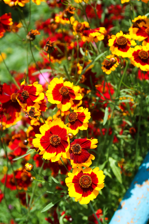 Coreopsis dye flowers nature