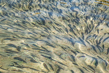 small fish floats in water, sea spratの写真素材