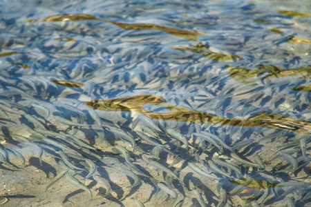 small fish floats in water, sea sprat