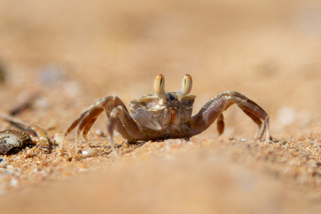 sand crab on the sand in the burrowsの写真素材