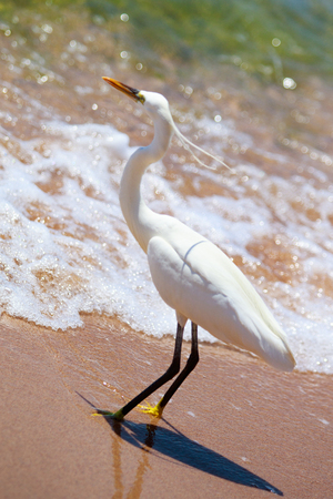 Great white heron on the coast of the Red Sea, hunting for fishの写真素材