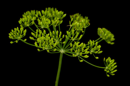 fresh dill flowers on black background