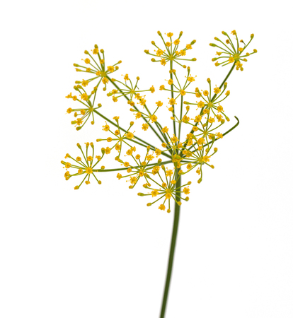 fresh dill flowers on white backgroundの写真素材