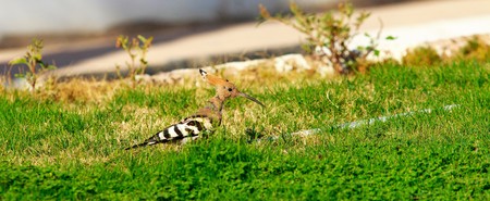bird hoopoe in green grassの写真素材