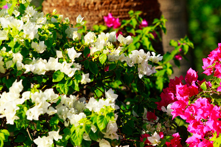 Bougainvillea bright flowers landscapeの写真素材