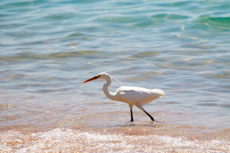 Great white heron on the coast of the Red Sea, hunting for fishの写真素材