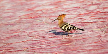 bird hoopoe in green grassの写真素材