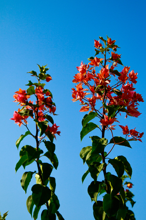 Bougainvillea bright flowers landscapeの写真素材