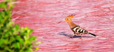 bird hoopoe in green grassの写真素材