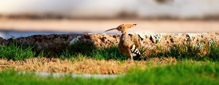 bird hoopoe in green grassの写真素材