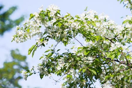 apple tree in bloom landscape of natureの写真素材
