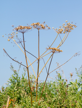 Fresh fennel blossoms against the blue sky. Close up of blooming dill flowers in seasoning kitchen garden.Selective focus, social network concept.の写真素材