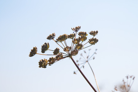 Fresh fennel blossoms against the blue sky. Close up of blooming dill flowers in seasoning kitchen...