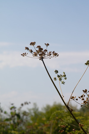 Fresh fennel blossoms against the blue sky. Close up of blooming dill flowers in seasoning kitchen...
