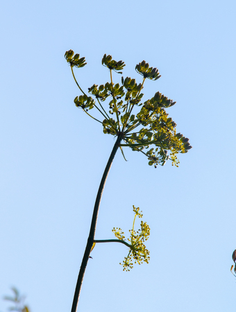 Fresh fennel blossoms against the blue sky. Close up of blooming dill flowers in seasoning kitchen...