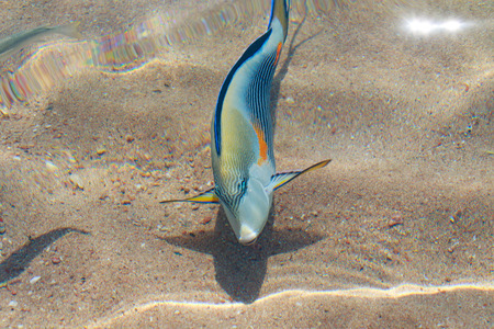 reef fish top view, defocused by water