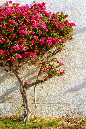 Bougainvillea bright flowers landscapeの写真素材