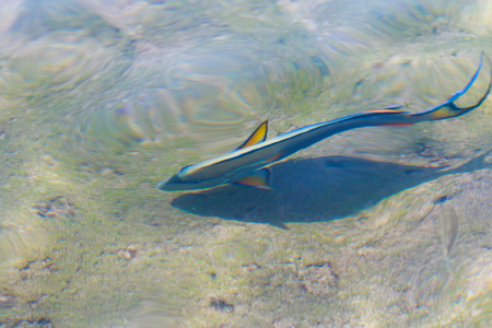 reef fish top view, defocused by water
