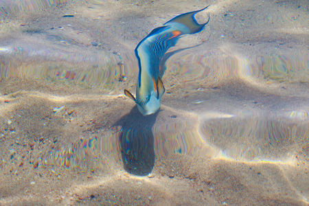 reef fish top view, defocused by waterの写真素材