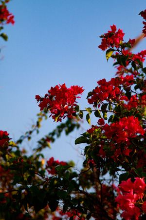 Bougainvillea bright flowers landscapeの写真素材