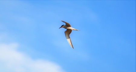 bird gull flying in blue sky