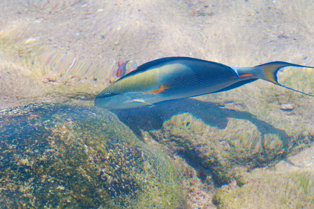 reef fish top view, defocused by water