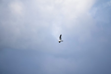 bird gull flying in blue sky