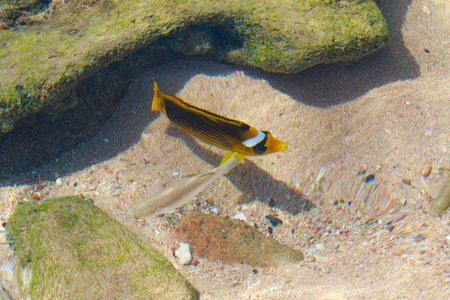 reef fish top view, defocused by water