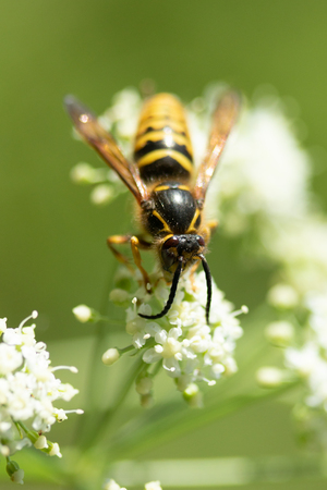 the bee sits on the plant close-upの写真素材