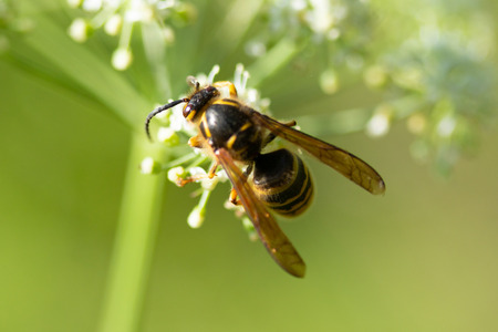 the bee sits on the plant close-up