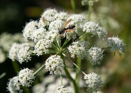 flower of the aegopodium on blurred green background