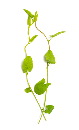 green leaves of a creeper on a white background