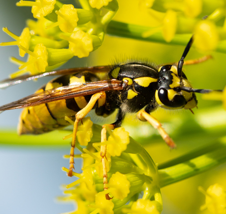 a wasp sits on a yellow flower, macro photography