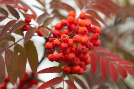 Rowan tree in summer ripe red berriesの写真素材