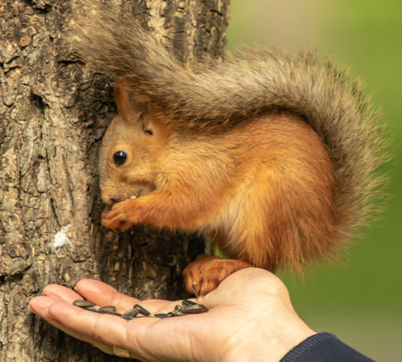 squirrel sits on the arm eats seeds
