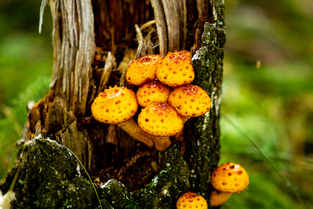 mushrooms in the forest nature, landscape