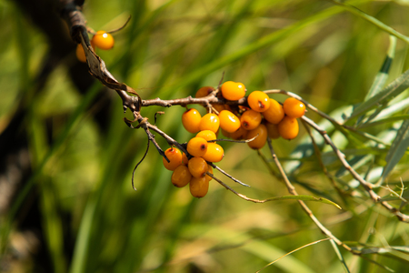 ripe sea buckthorn berries on a treeの写真素材