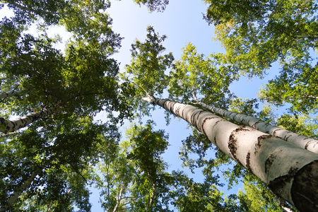 birch forest view from below into the skyの写真素材
