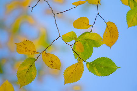 Autumn yellow and green leaves close-up landscapeの写真素材