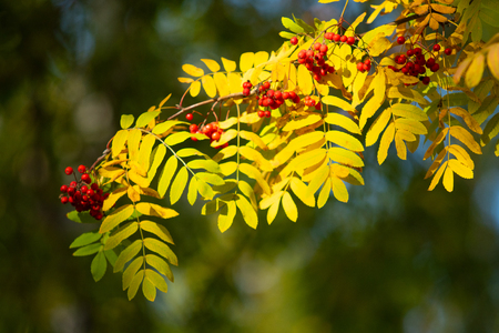 Red berries on a tree of a rowanberry viburnum autumnの写真素材