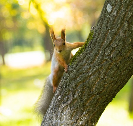 Red squirrel in the forest natureの写真素材
