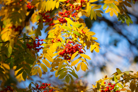 Red berries on a tree of a rowanberry viburnum autumnの写真素材