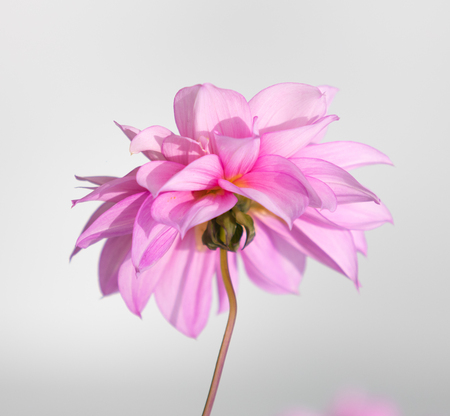 Bright flowers on nature close-upの写真素材