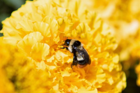 Bumblebee on a yellow flower closeup
