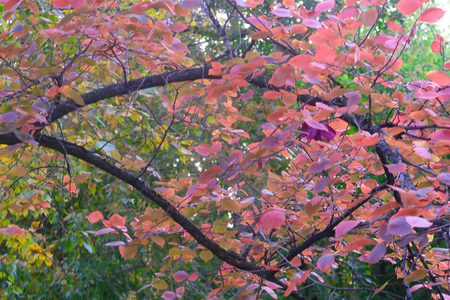 Autumn forest landscape nature