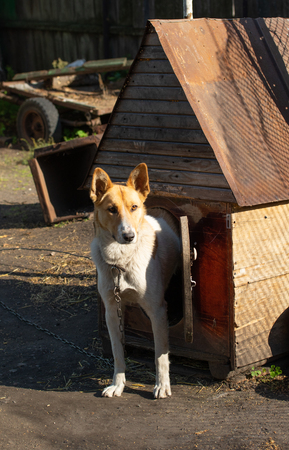 Dog on the street near the house natureの写真素材