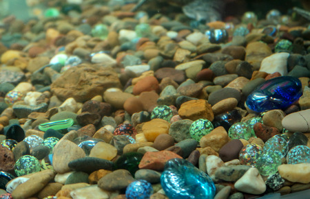 Bright aquarium fish close-upの写真素材