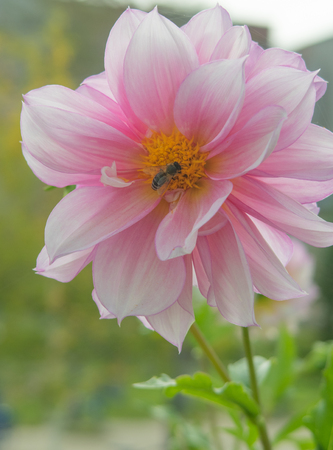 A bright flower on nature close-upの写真素材