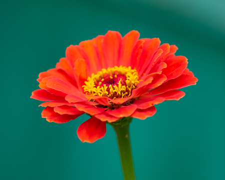 Red flower close-upの写真素材